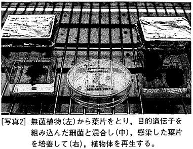 写真2 無菌植物(左)から葉片をとり,目的遺伝子を組み込んだ細菌と混合し(中),感染した葉片を培養して(右),植物体を再生する。