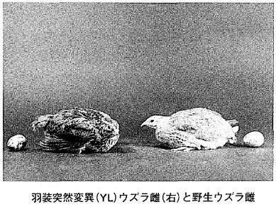 写真  羽装突然変異(YL)ウズラ雌（右）と野生ウズラ雌