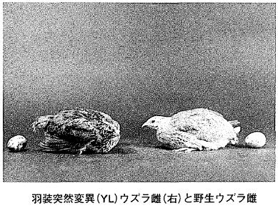写真 羽装突然変異(YL)ウズラ雌(右)と野生ウズラ雌
