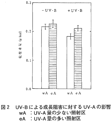 図２  ＵＶ−Ｂによる成長阻害に対するＵＶ−Ａの影響