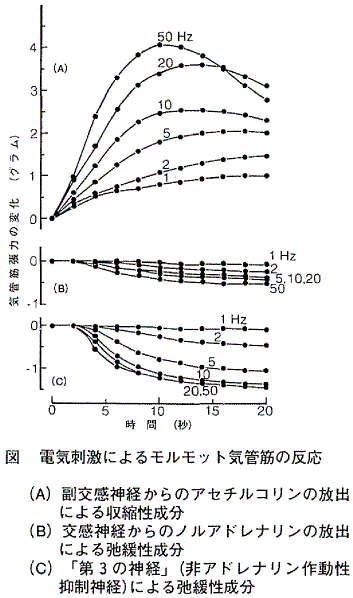 図  電気刺激によるモルモット気管筋の反応