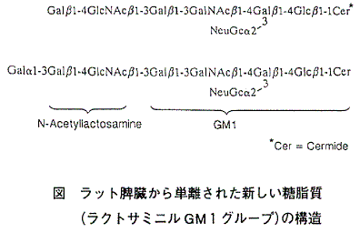 図  ラット脾臓から単離された新しい糖脂質（ラクトサミニルＧＭ１グループ）の構造