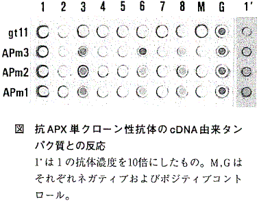 図  抗APX単クローン性抗体のcDNA由来タンパク質との反応（白黒）