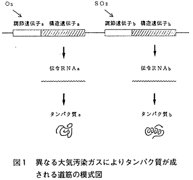 図1.異なる大気汚染ガスによりタンパク質が成される道筋の模式図