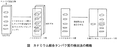 図 カドミウム結合タンパク質の検出法の概略