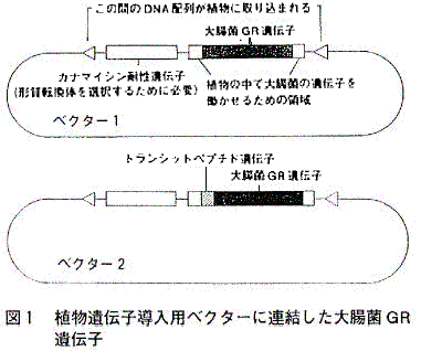 図１：植物遺伝子導入用ベクターに連結した大腸菌ＧＲ遺伝子