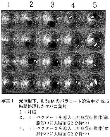 写真１：光照射下、0.5μMのパラコート溶液中で 18.5 時間処理したタバコ葉片