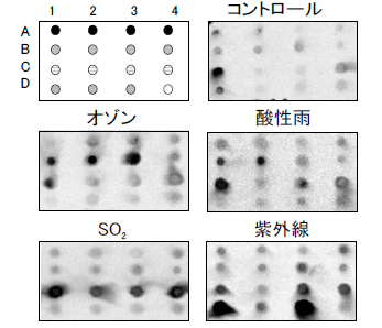 図３