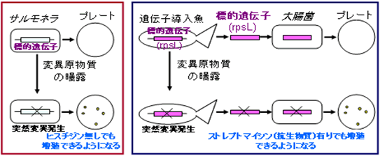 図７