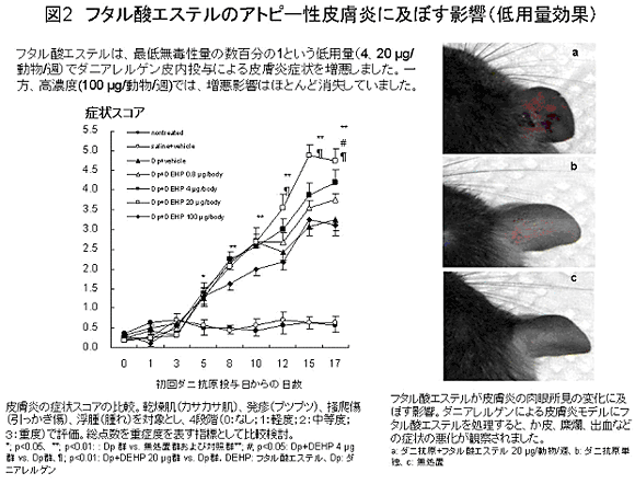 図２　フタル酸エステルのアトピー性皮膚炎に及ぼす影響（低用量効果）