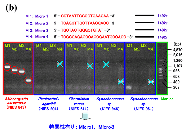 図7 (b)