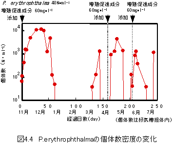図4.4 P.erythrophthalmaの個体数密度の変化