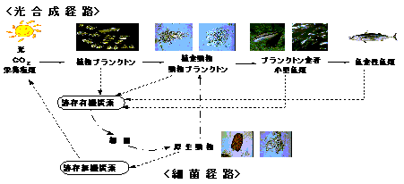 光合成経路の図