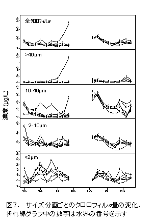 図７  サイズ分画ごとのクロロフィルα量の変化