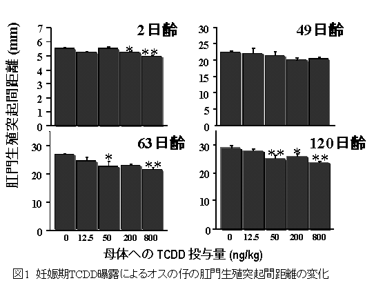 図１　妊娠期TCDD曝露によるオスの仔の肛門生殖突起間距離の変化