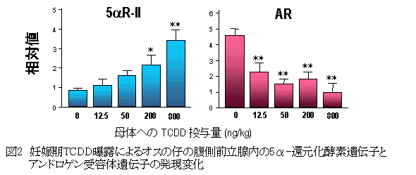 図２  妊娠期TCDD曝露によるオスの仔の腹側前立腺内５α-還元化酵素遺伝子とアンドロゲン受容体遺伝子の発現変化