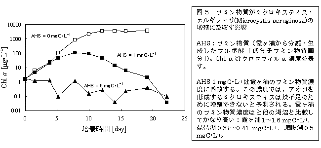 図５  フミン物質がミクロキスティス・エルギノーサ（Microcystis aeruginosa）の増殖に及ぼす影響