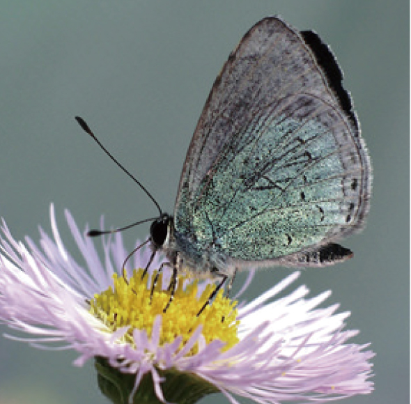 オガサワラシジミ