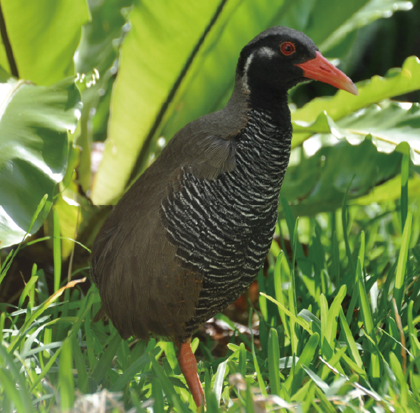 ヤンバルクイナ