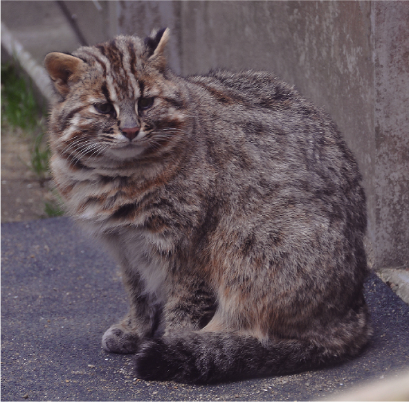 ツシマヤマネコ