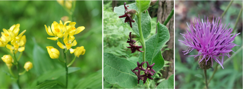 左から、キンラン・フナバラソウ・タムラソウ