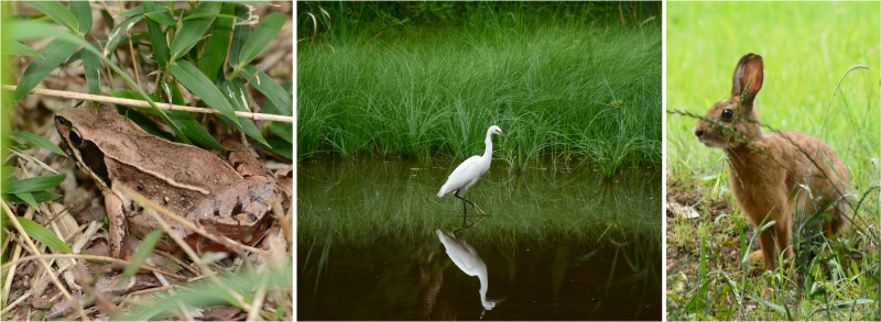 左から、ニホンアカガエル・コサギ（秋津の池）・ニホンノウサギ