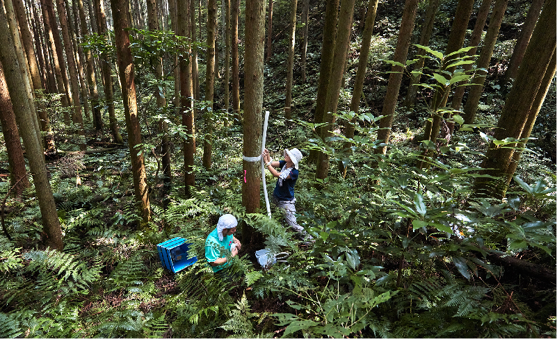 森林における環境汚染物質の調査