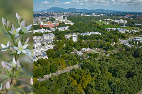 自然共生サイトとつくば生きもの緑地ネットワーク