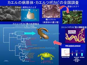 図表：カエルの病原体・カエルツボカビの全国調査