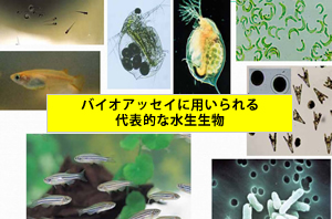 バイオアッセイに用いられる代表的な水生生物