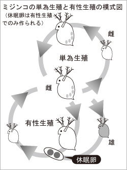 ミジンコの単為生殖と有性生殖の模式図