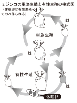 第11回 ミジンコを用いたバイオアッセイ 研究最前線 国立環境研究所