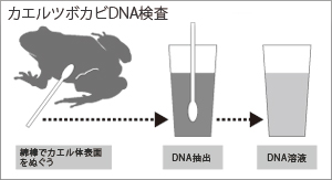 図：カエルツボカビDNA検査