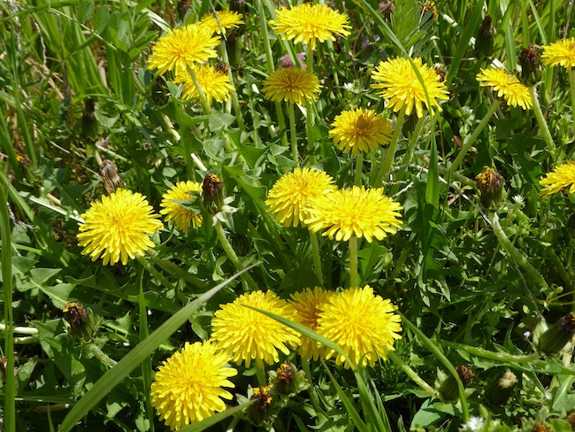 生物季節モニタリング対象の植物「カントウタンポポ」：国環研特別研究員辻本翔平撮影の写真