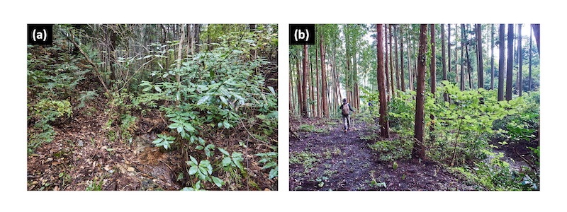 チャート地域と砂岩地域の森林の写真