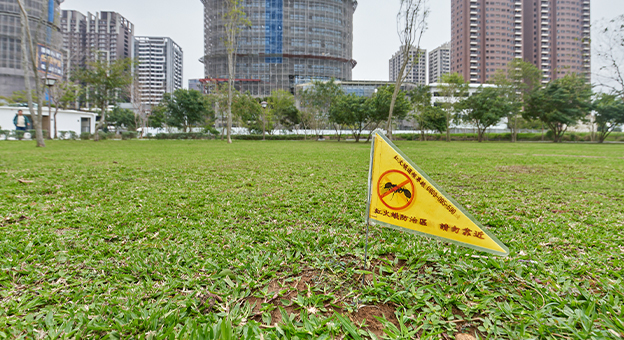 ヒアリ水際防除の最前線 — 外来種駆除現場で生物多様性研究者は何ができるか —【後編】