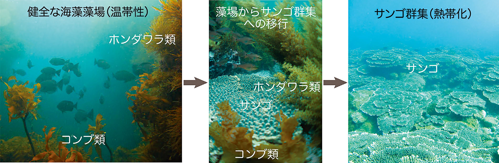 温帯における本来の海藻藻場（温帯性のコンブ類とホンダワラ類が主体）から、海藻とサンゴが共存する群集を経て、熱帯化したサンゴ主体の群集へ至るまでの、各移行段階を示した図