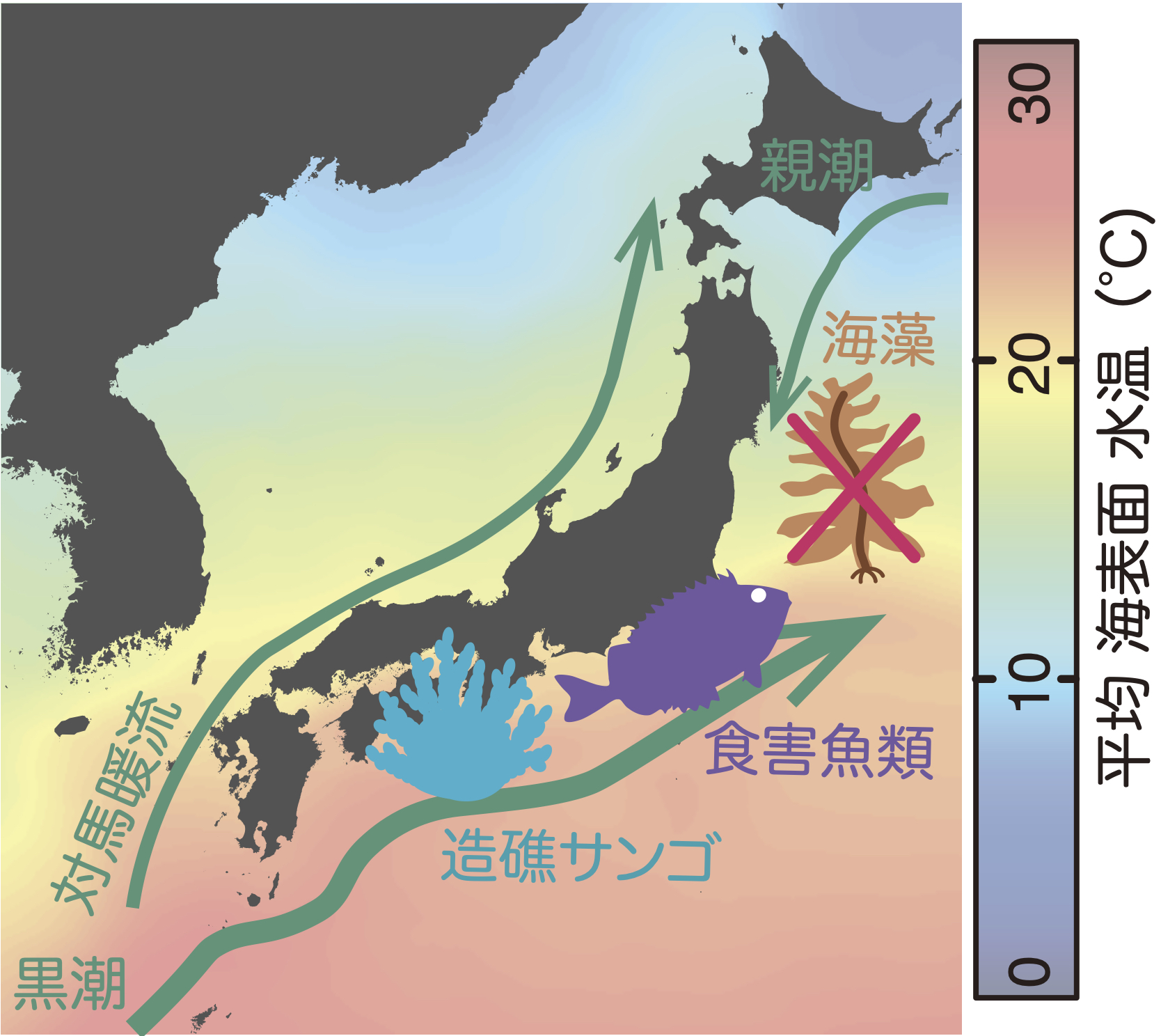 日本近海の海表面水温分布と主要な海流の流路図