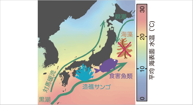 海洋沿岸域の熱帯化