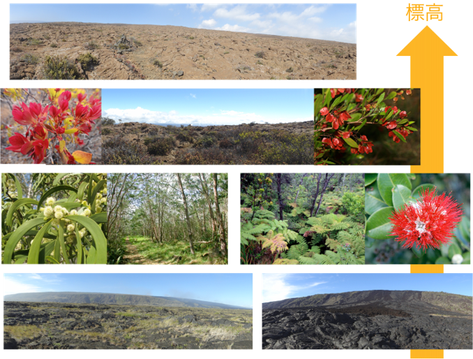 ハワイ植物の移動の写真