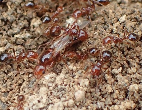 ヒアリSolenopsis invictaの女王アリ（中央）と働きアリの写真