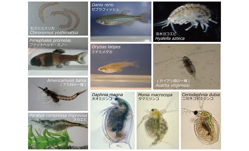 アクアトロンで飼育されている水生生物（一部を抜粋）の画像
