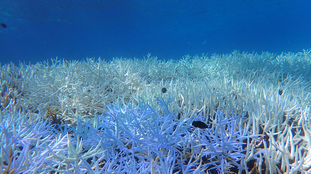 サンゴの「白化」とは？のサムネイル画像