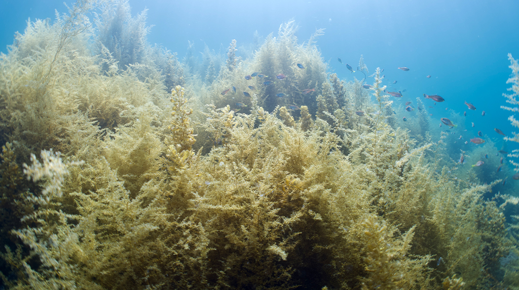 地球温暖化で海藻が減る？のサムネイル画像