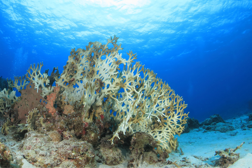 地球温暖化は世界の海の生きものにどんな影響を与える？のサムネイル画像