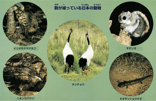 数が減っている日本の動物画像
