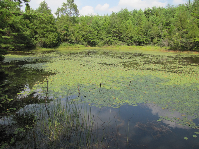 東広島市の山間部にあるため池に生育する水生植物の写真