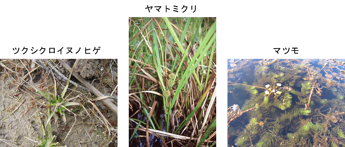 個体群の回復確率が0.4を超えた3種の写真