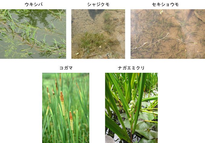 100年後の絶滅確率が70％を超えていた種の写真