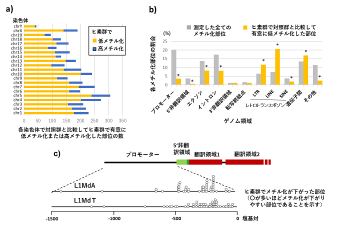 妊娠期ヒ素曝露による子世代精子のDNAメチル化への影響を表した図